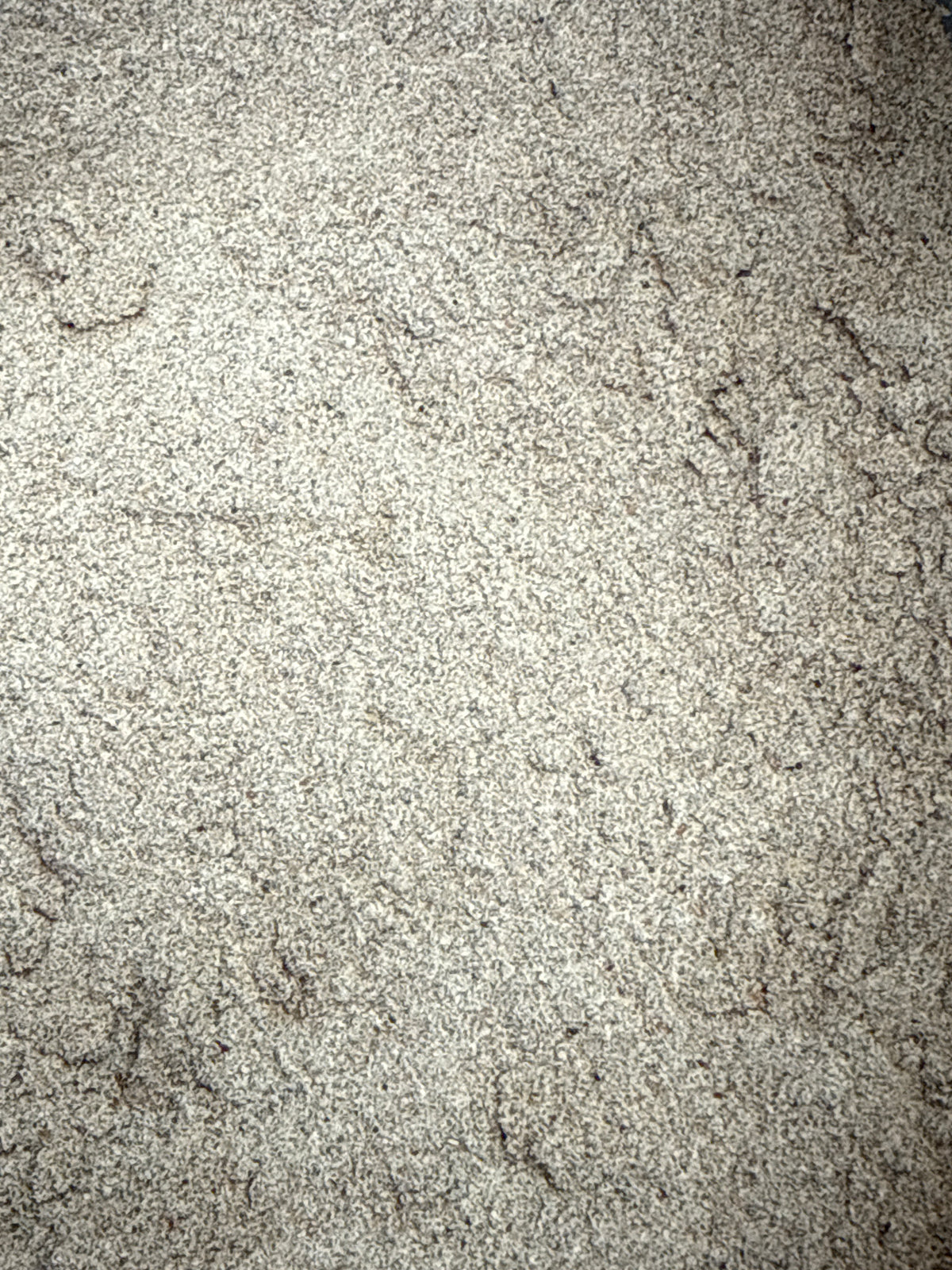 Cardamom Seed Ground | Organic