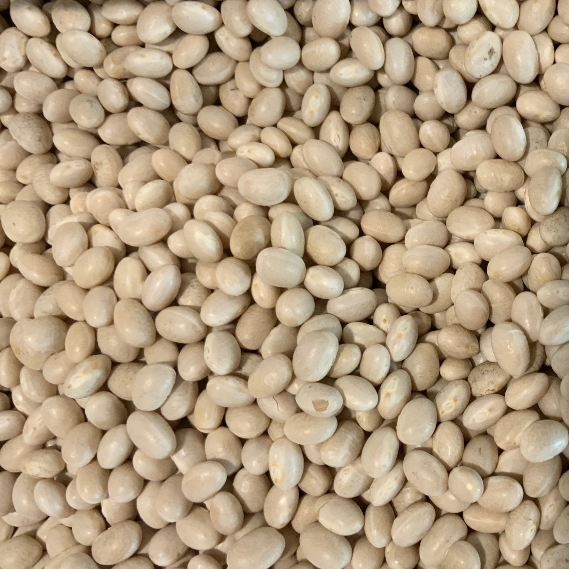 Navy Beans | Organic