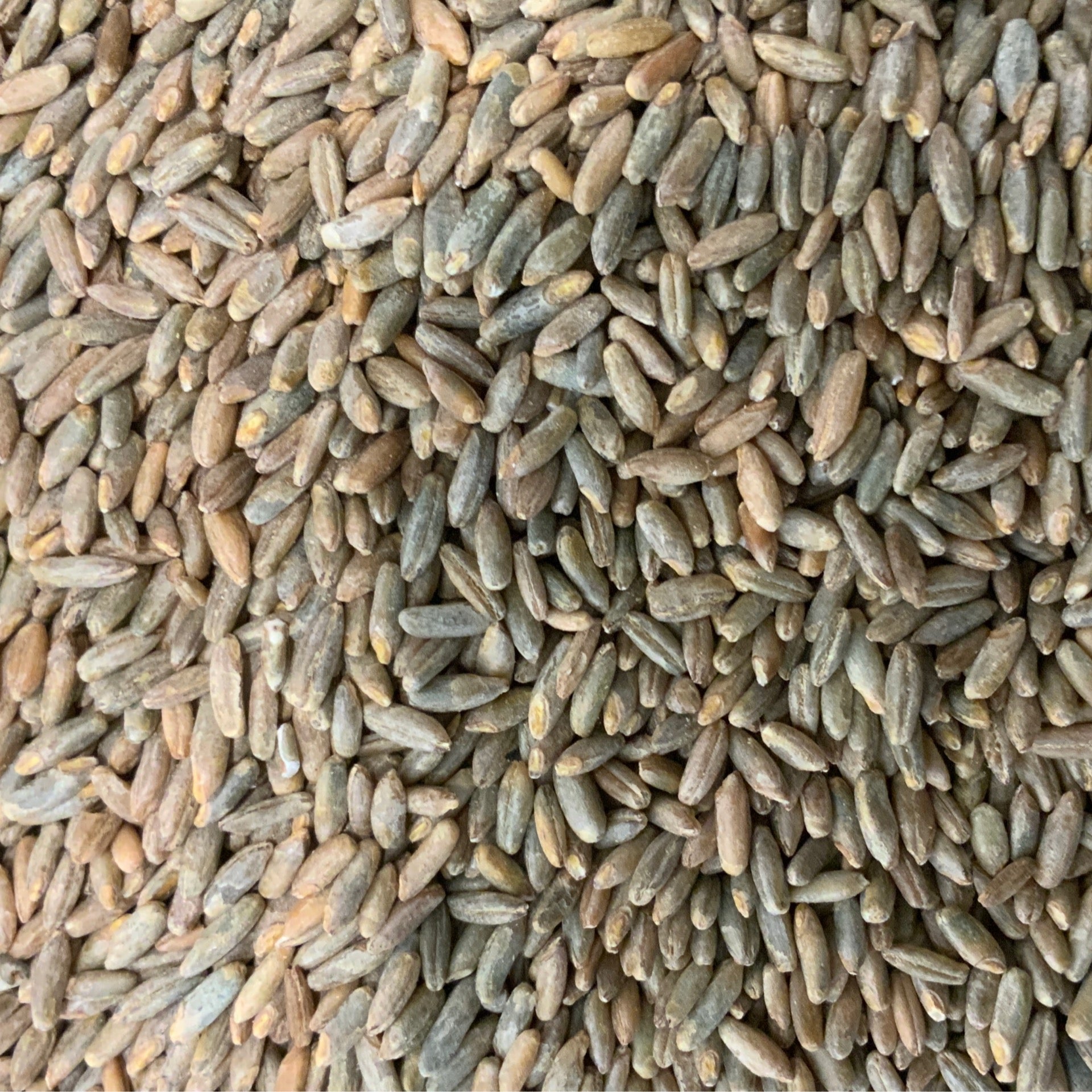 Rye Berries Organic