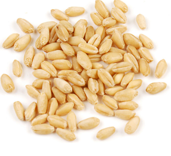 wheatberriessoftwhite_840975.PNG