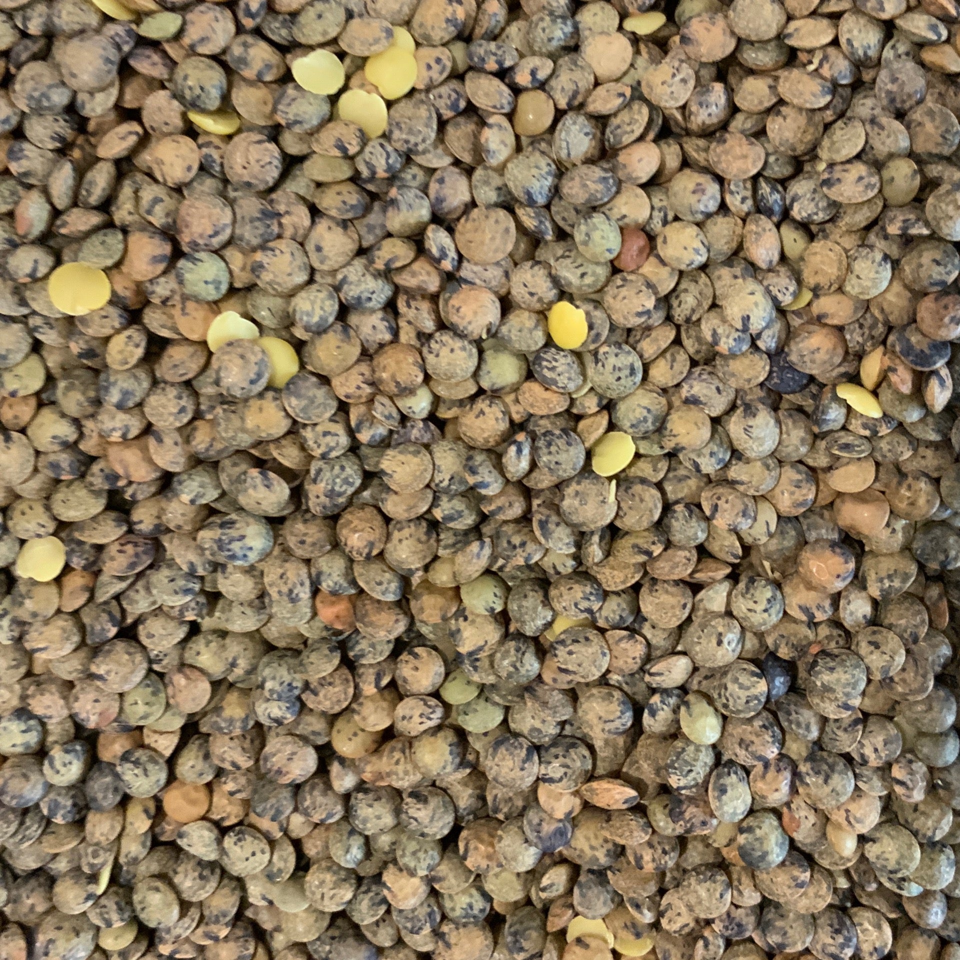 Lentils French Organic