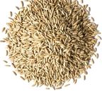 rye_berries_465195.PNG