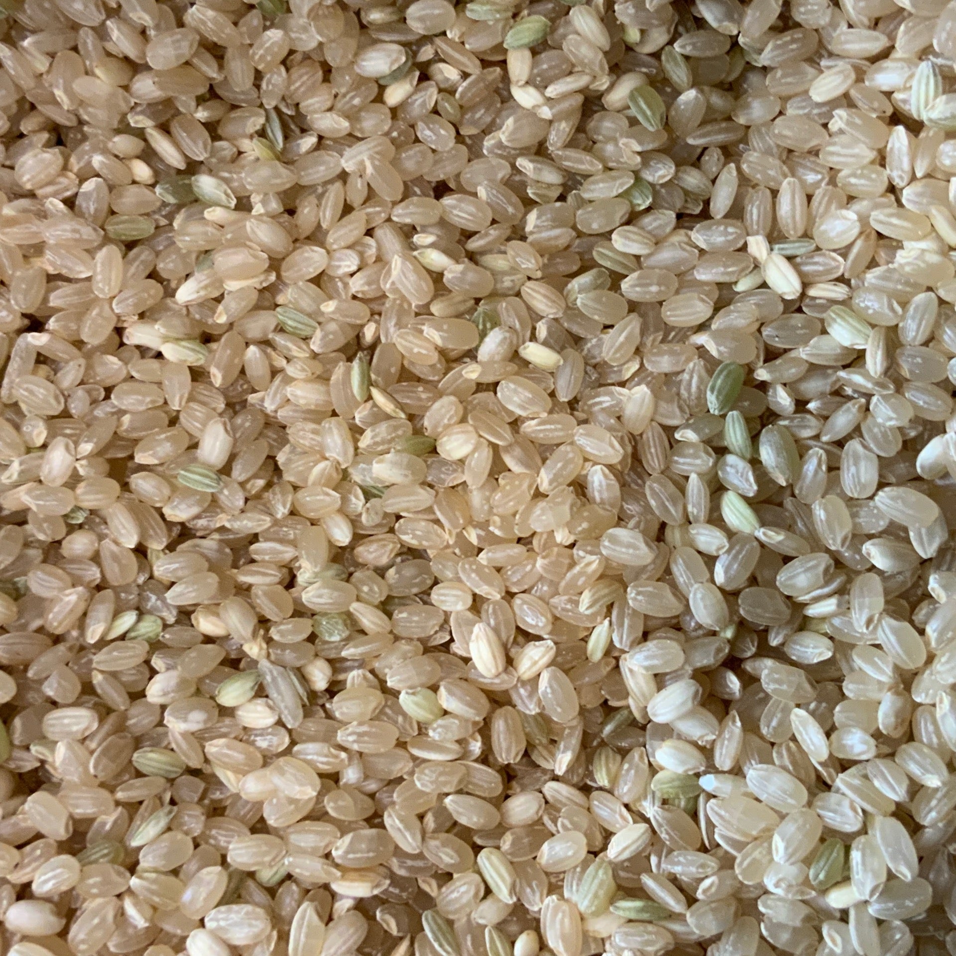 Rice Brown Short Grain Organic