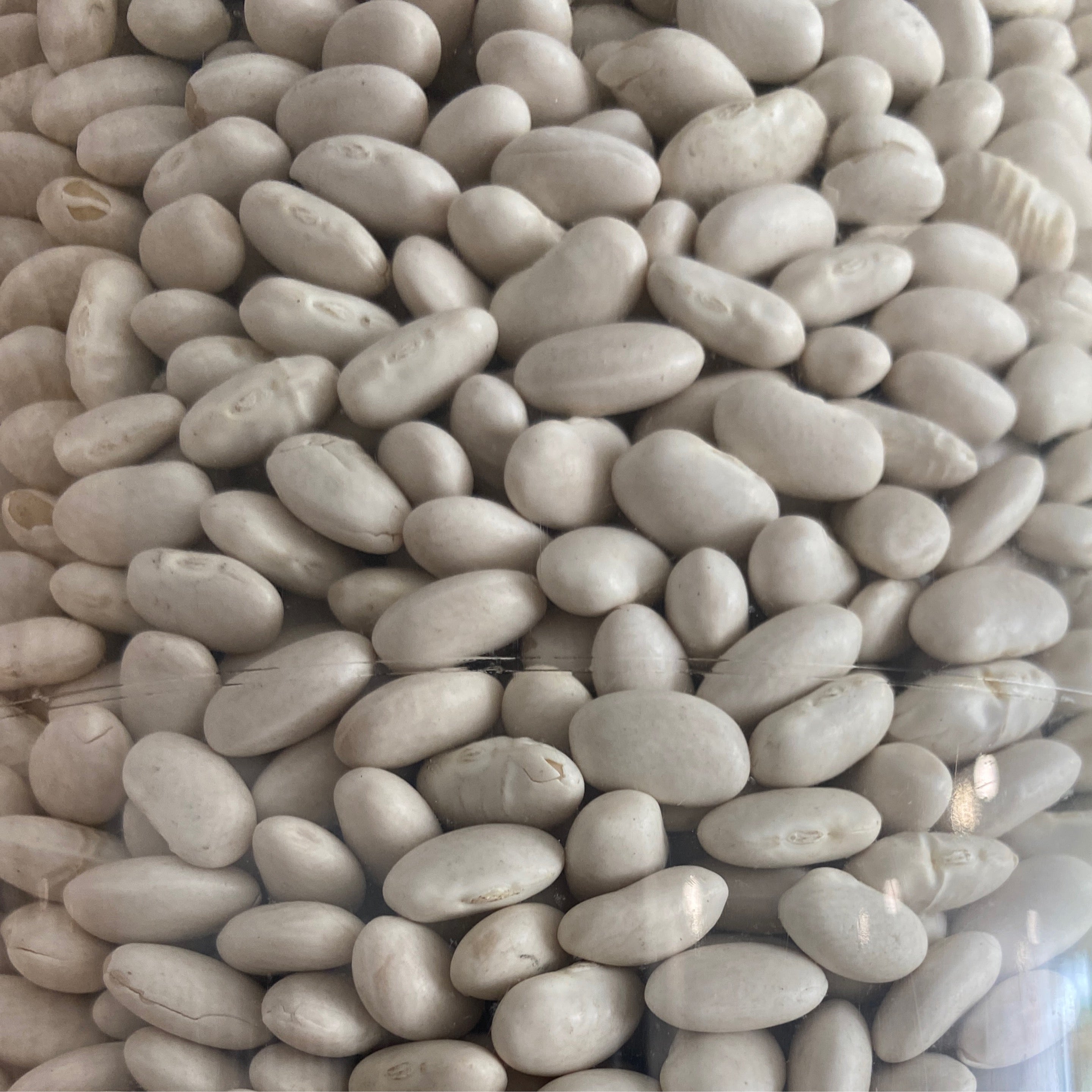 Great Northern Beans Organic
