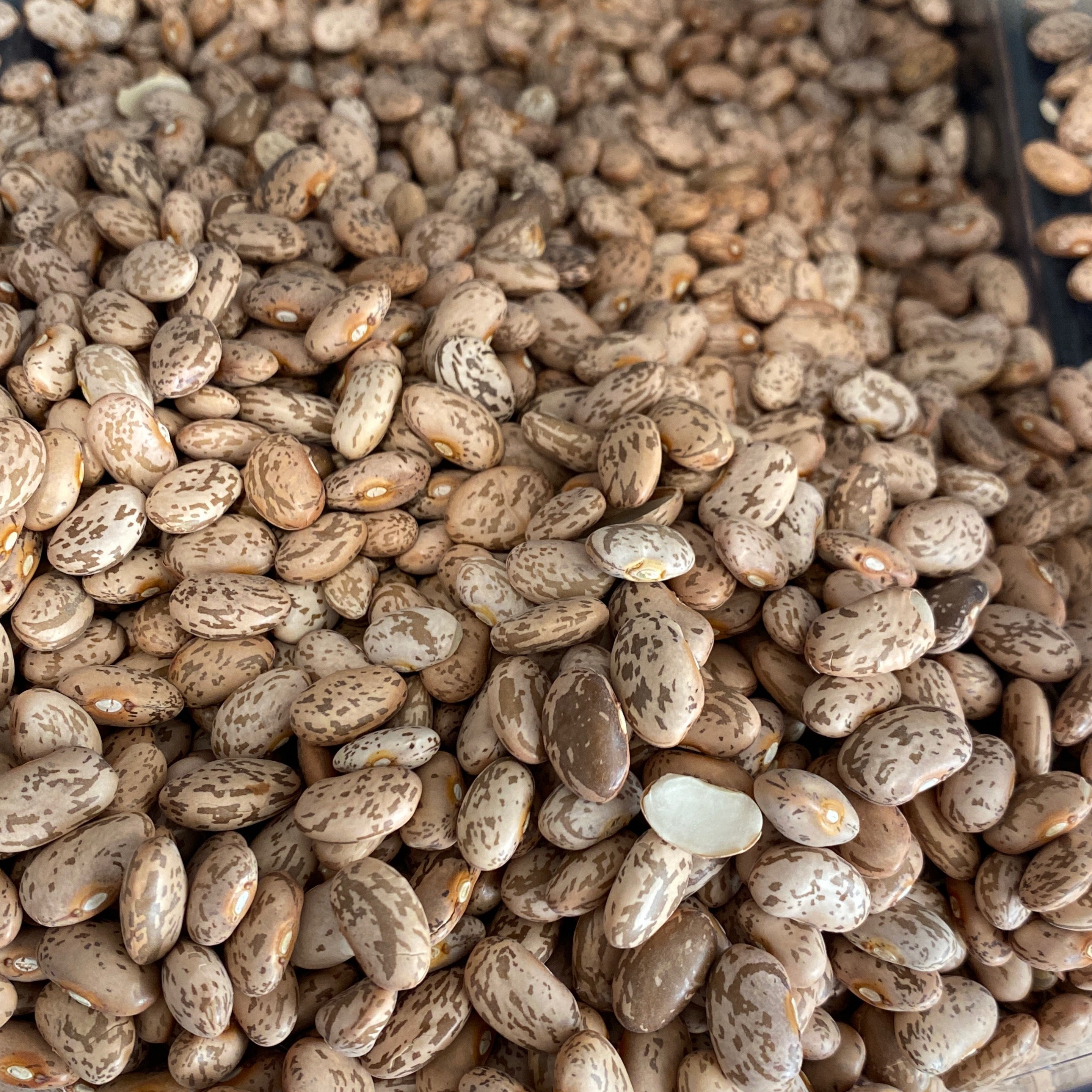 Pinto Beans Conventional