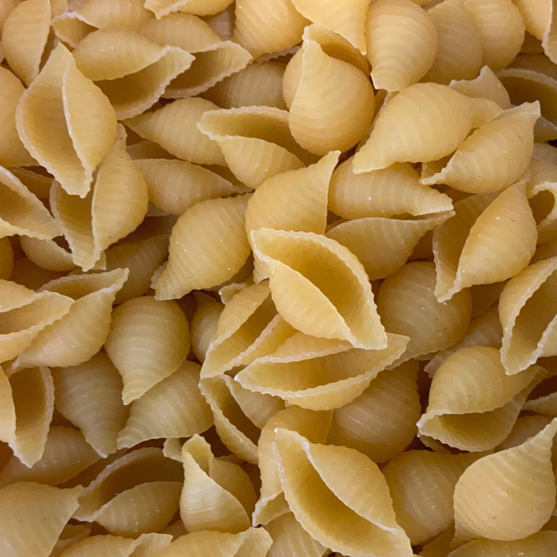 Barilla Medium Shells