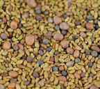 saladmix - Copy.png