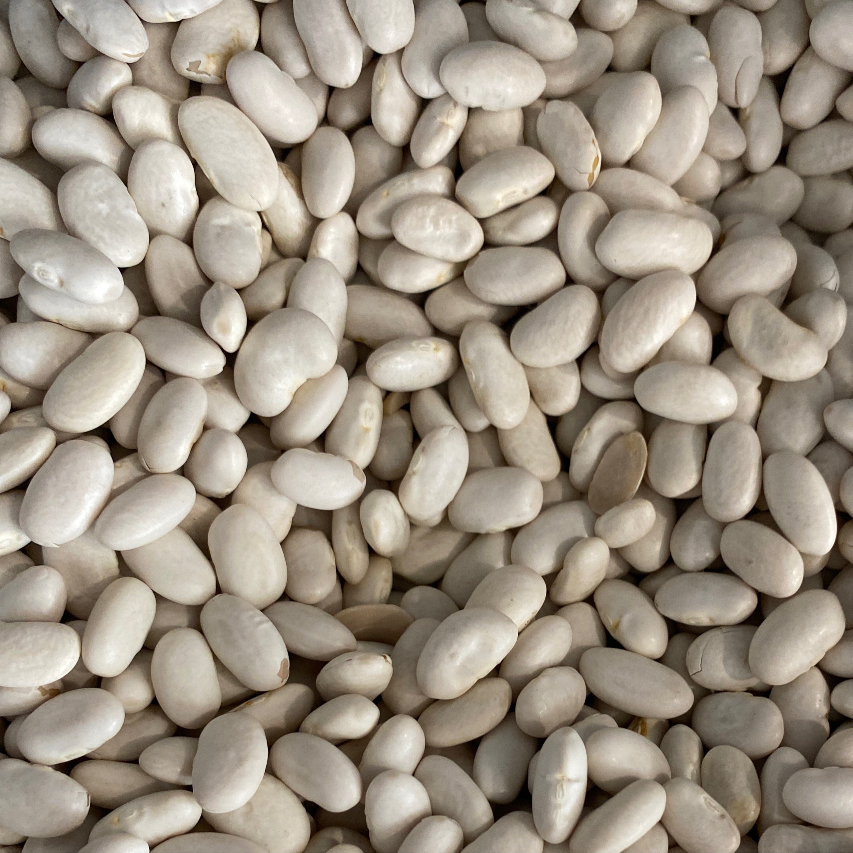 Great Northern Beans Conventional